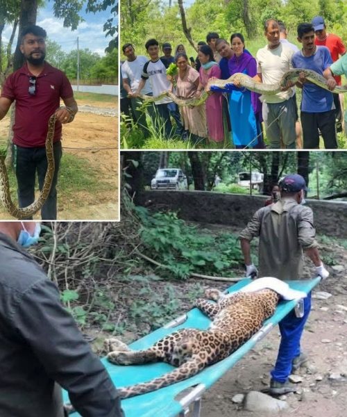 देउखुरीमा ४३१ सर्पसहित ४४७ वन्यजन्तुको सफल उद्धार