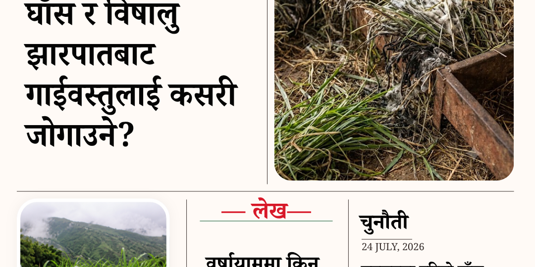 वर्षायाममा कुहिएको  घाँस र विषालु झारपातबाट गाईवस्तुलाई कसरी  जोगाउने?