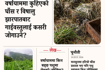 वर्षायाममा कुहिएको  घाँस र विषालु झारपातबाट गाईवस्तुलाई कसरी  जोगाउने?