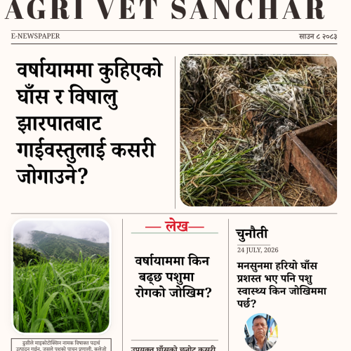 वर्षायाममा कुहिएको  घाँस र विषालु झारपातबाट गाईवस्तुलाई कसरी  जोगाउने?