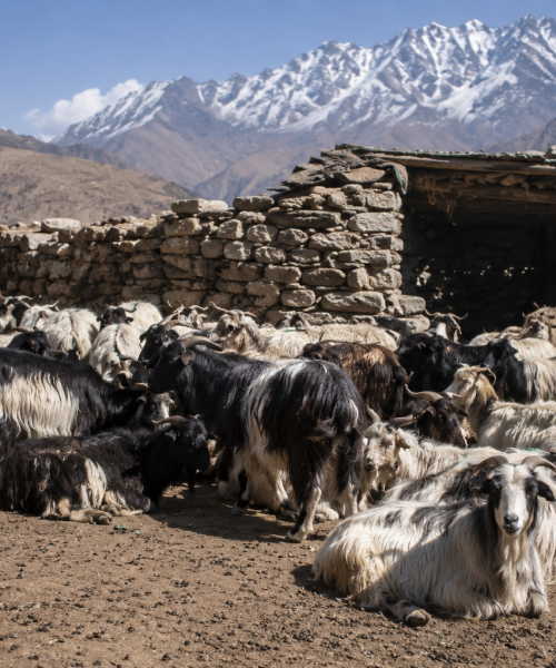 मापदण्ड पूरा गर्ने प्रस्ताव नआएपछि हुम्लामा पशुपक्षी श्रोत केन्द्रको रु १ करोड ५५ लाख बजेट फिर्ता