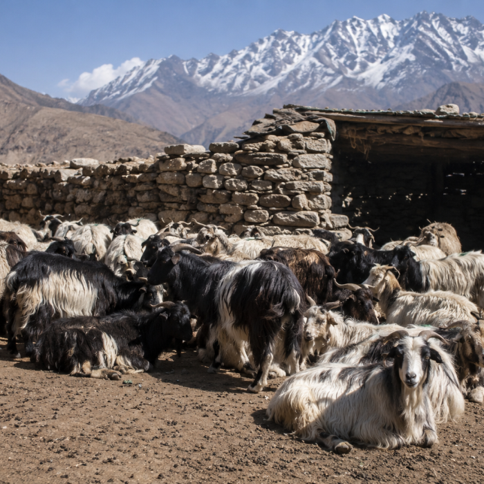 मापदण्ड पूरा गर्ने प्रस्ताव नआएपछि हुम्लामा पशुपक्षी श्रोत केन्द्रको रु १ करोड ५५ लाख बजेट फिर्ता