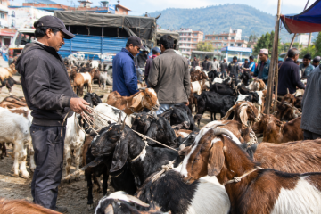 दसैँको मुखमा खसीबोकाको आपूर्तिमा संकट:खाद्यले यो वर्ष नल्याउने